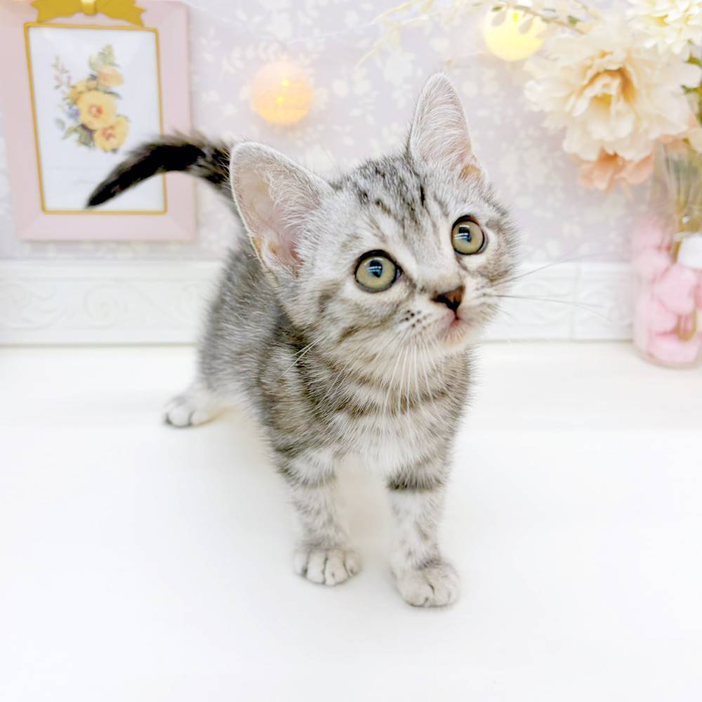 富山県のアメリカンショートヘアー (犬の家＆猫の里富山店/2026年2月13日生まれ/女の子/シルバースポットタビー)の子猫の3枚目の画像