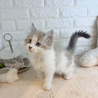 東京都のマンチカン (犬の家＆猫の里新宿店/2026年2月11日生まれ/男の子/ブルーポイントホワイト)の子猫の3枚目の画像