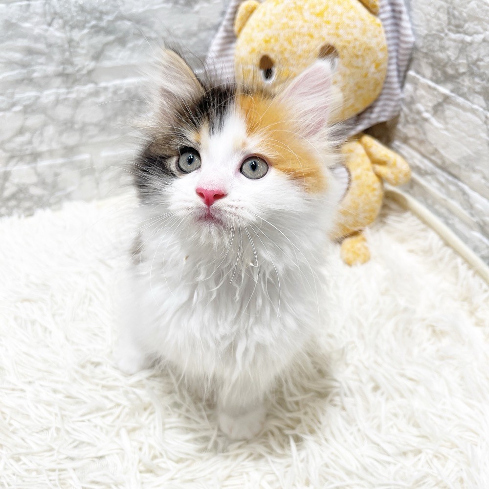 愛知県のマンチカン (犬の家＆猫の里MiO香久山店/2026年2月11日生まれ/女の子/ブラウンパッチドタビーホワイト)の子猫の3枚目の画像