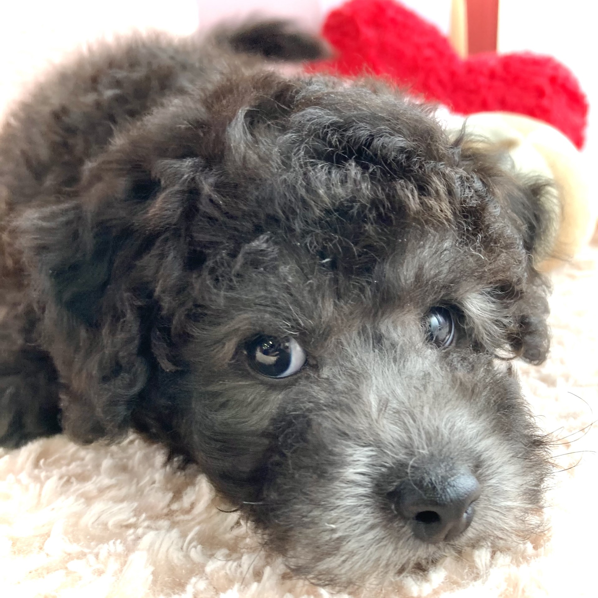 岡山県のトイプードル(トイ) (犬の家＆猫の里倉敷中庄店/2026年2月13日生まれ/男の子/グレー)の子犬の3枚目の画像