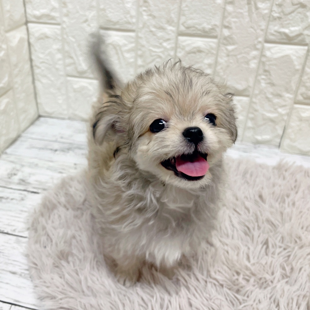 岡山県のチワマル/マルチワ(チワワ×マルチーズ) (犬の家＆猫の里岡山店/2026年2月9日生まれ/男の子/フォーン)の子犬の3枚目の画像