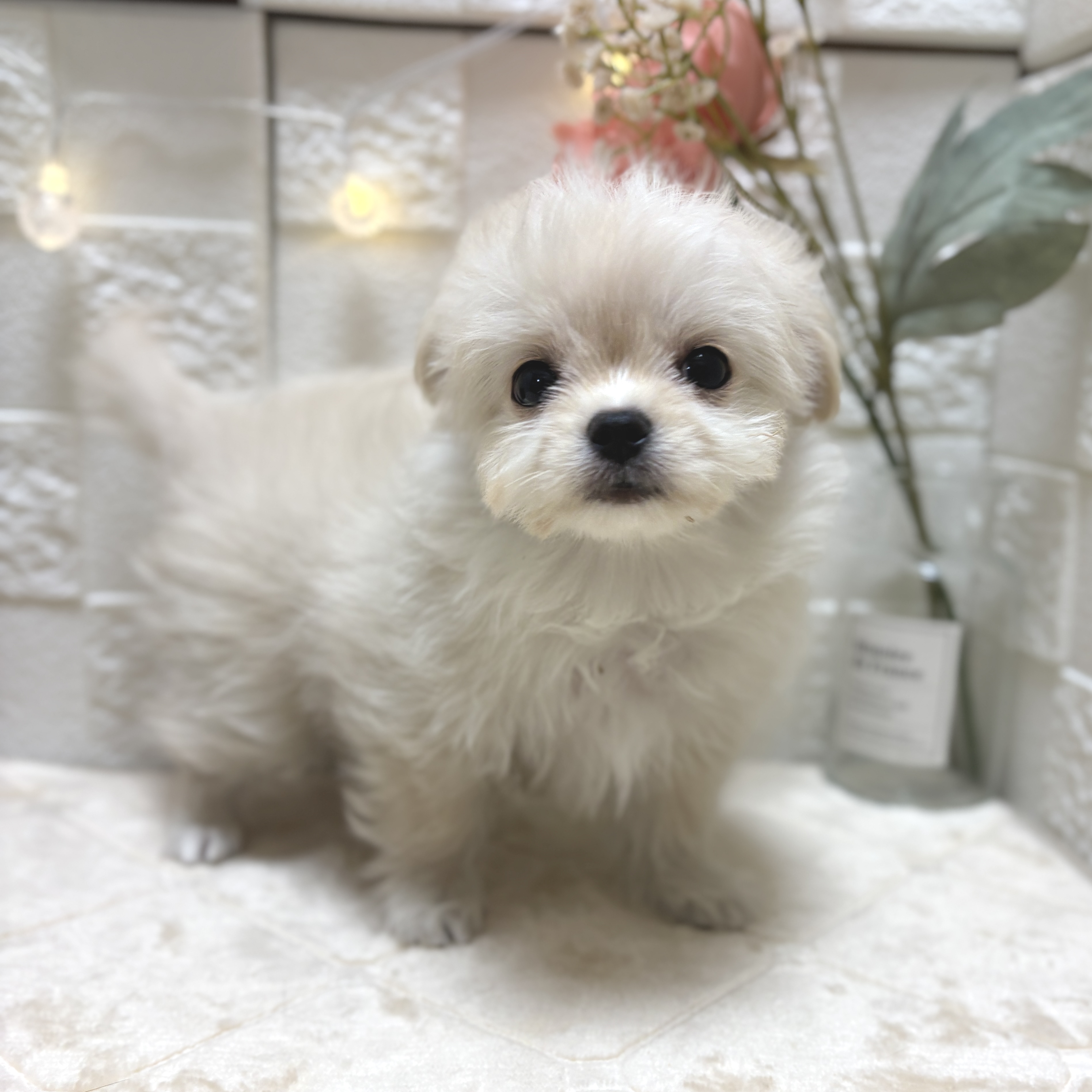 東京都のチワマル/マルチワ(チワワ×マルチーズ) (犬の家＆猫の里ペットフォレスト小平店/2026年2月9日生まれ/女の子/クリームホワイト)の子犬の3枚目の画像
