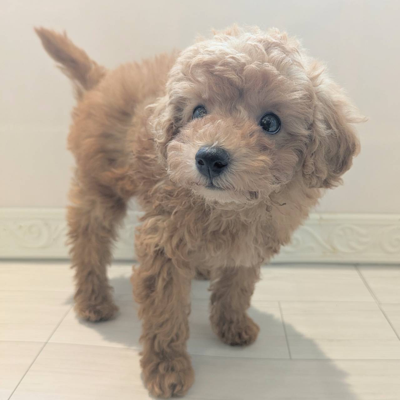 愛知県のトイプードル(トイ) (犬の家＆猫の里春日井本店/2026年2月9日生まれ/女の子/オレンジフォーン)の子犬の3枚目の画像