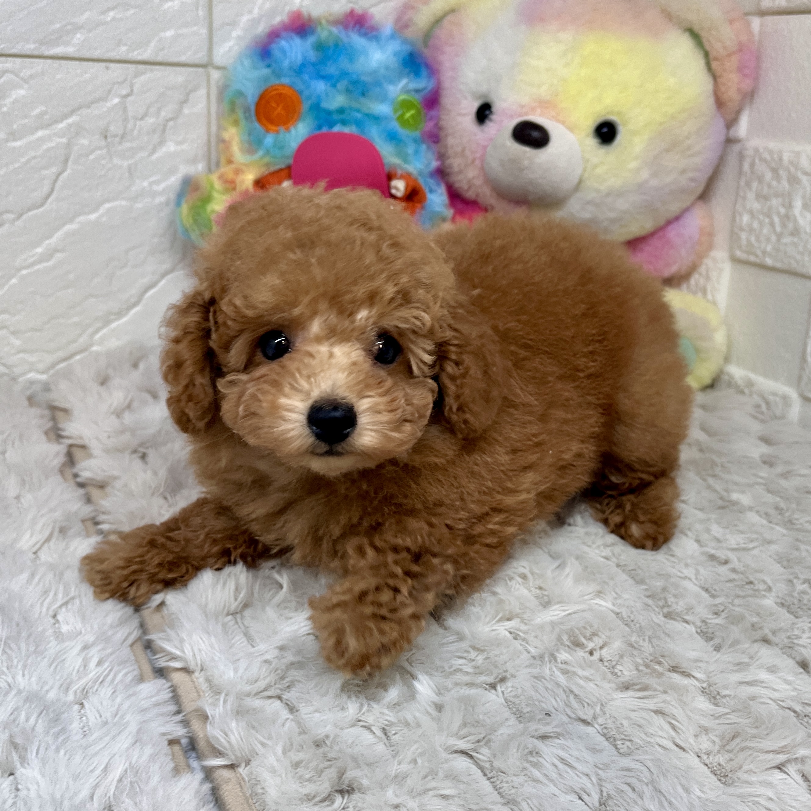 兵庫県のトイプードル(トイ) (犬の家＆猫の里ゆめタウン姫路店/2026年2月9日生まれ/男の子/オレンジフォーン)の子犬の3枚目の画像