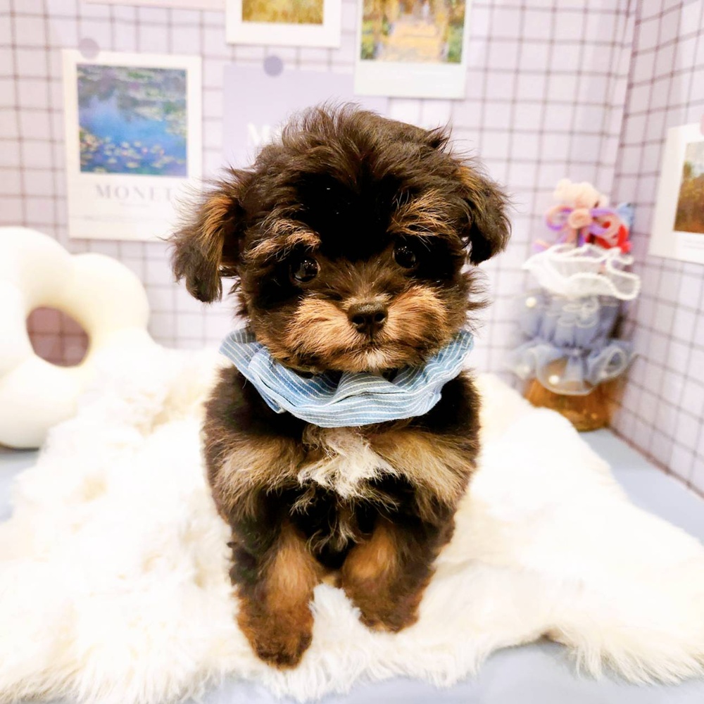 福井県のチワプー/プーチー(チワワ×プードル) (犬の家＆猫の里福井店/2026年2月12日生まれ/男の子/ブラックタン)の子犬の1枚目の画像