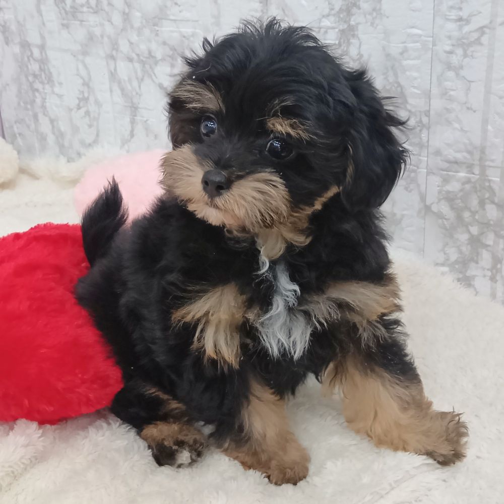 愛知県のチワプー/プーチー(チワワ×プードル) (犬の家＆猫の里エアポートウォーク店/2026年2月12日生まれ/女の子/ブラックタン)の子犬の3枚目の画像