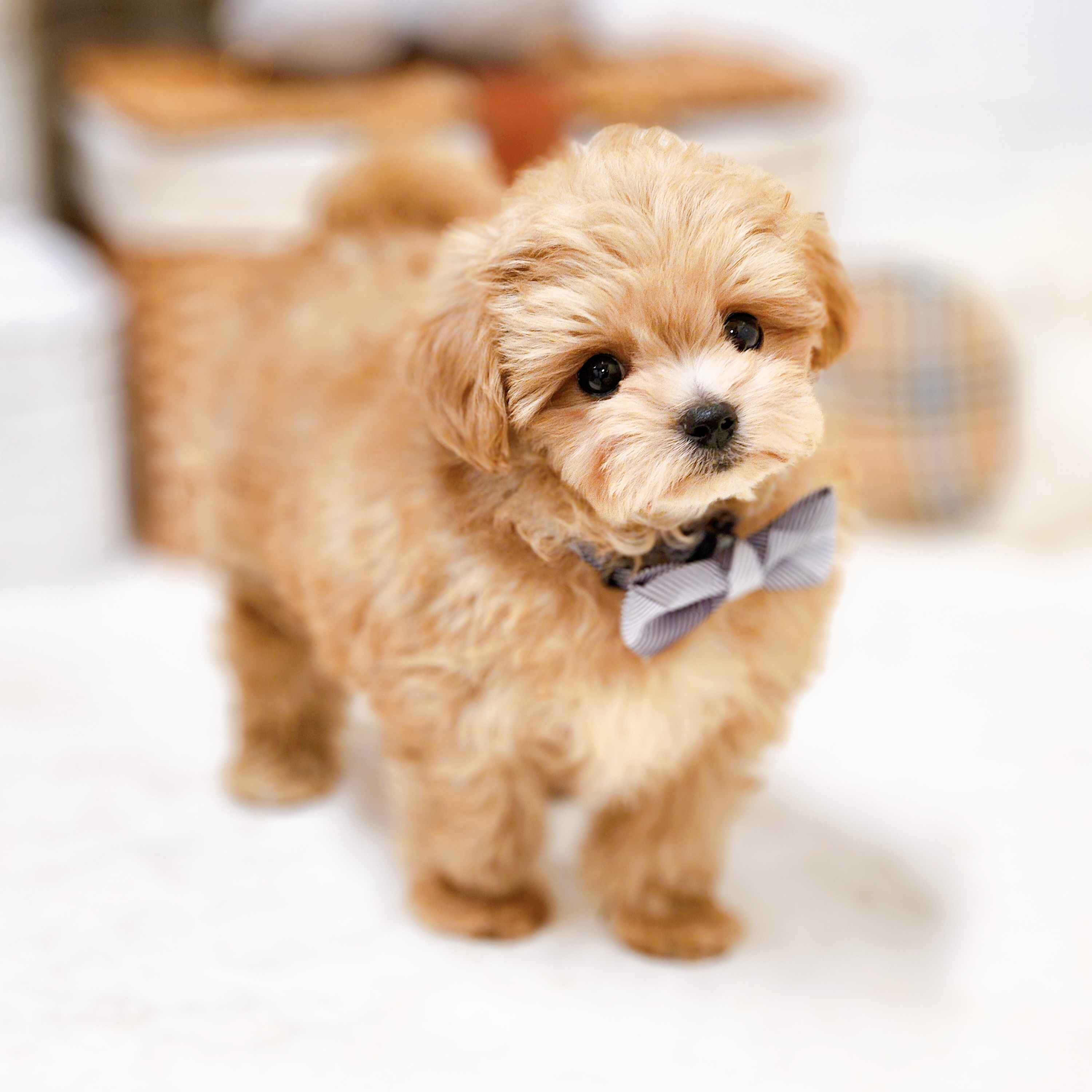 滋賀県のチワプー/プーチー(チワワ×プードル) (犬の家＆猫の里近江八幡店/2026年2月12日生まれ/男の子/アプリコット)の子犬の3枚目の画像