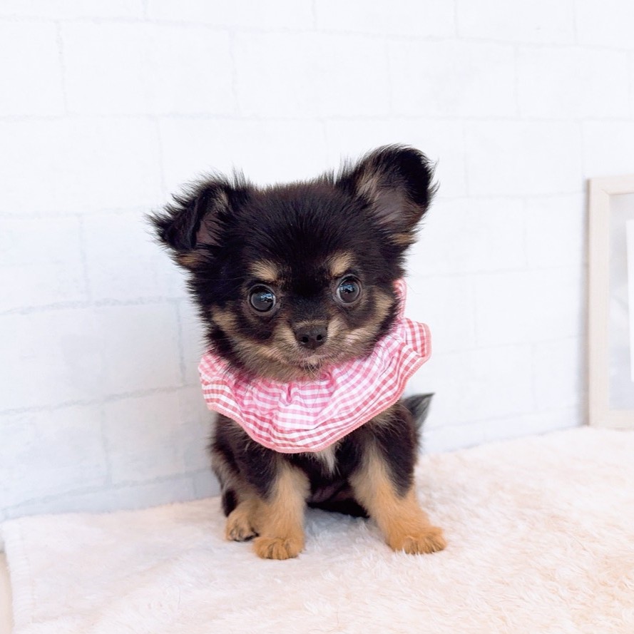 石川県のチワワ(ロング) (犬の家＆猫の里金沢店/2026年2月12日生まれ/女の子/ブラックタン)の子犬の3枚目の画像