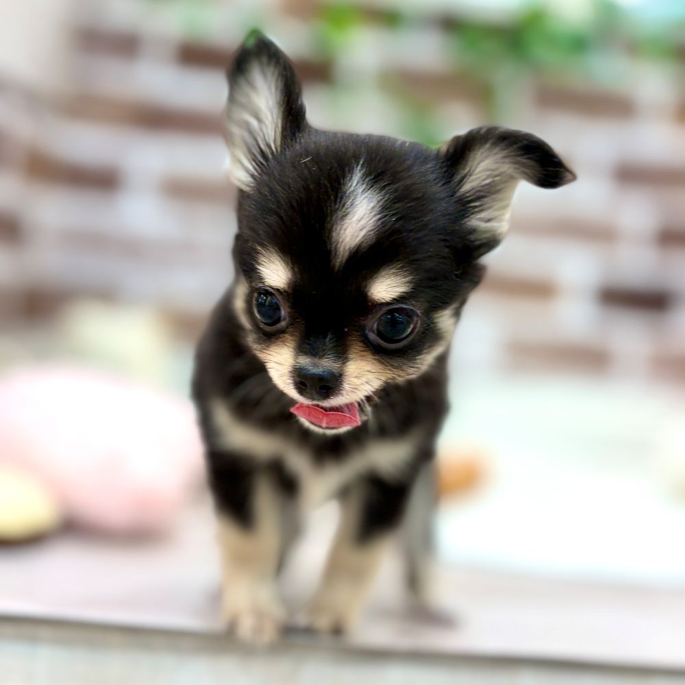 三重県のチワワ(ロング) (犬の家＆猫の里三重桑名店/2026年2月12日生まれ/男の子/ブラッククリームホワイト)の子犬の3枚目の画像