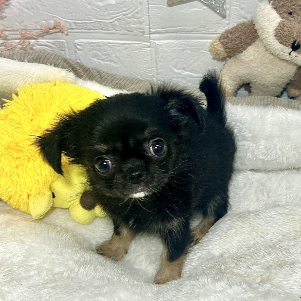 兵庫県のチワワ(ロング) (犬の家＆猫の里ニッケパークタウン加古川店/2026年2月12日生まれ/女の子/ブラックタン)の子犬の3枚目の画像