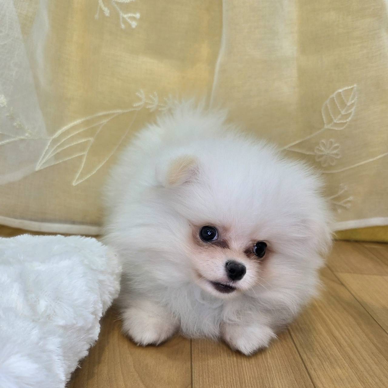 長野県のポメチワ/チワポメ/ポメチー(ポメラニアン×チワワ) (犬の家＆猫の里カインズ梓川店/2026年2月12日生まれ/男の子/クリーム)の子犬の3枚目の画像