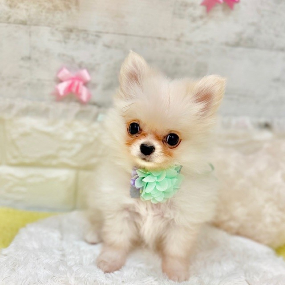 静岡県のポメチワ/チワポメ/ポメチー(ポメラニアン×チワワ) (犬の家＆猫の里プレ葉ウォーク浜北店/2026年2月12日生まれ/男の子/クリームホワイト)の子犬の3枚目の画像