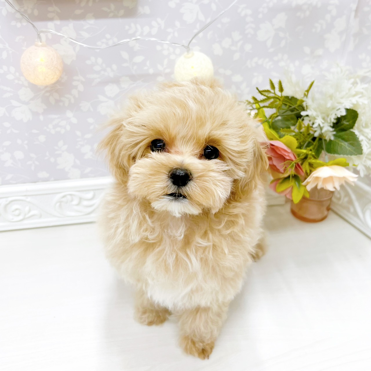 富山県のマルプー(マルチーズ×プードル) (犬の家＆猫の里アミーゴ山室店/2026年2月13日生まれ/男の子/アプリコット)の子犬の3枚目の画像