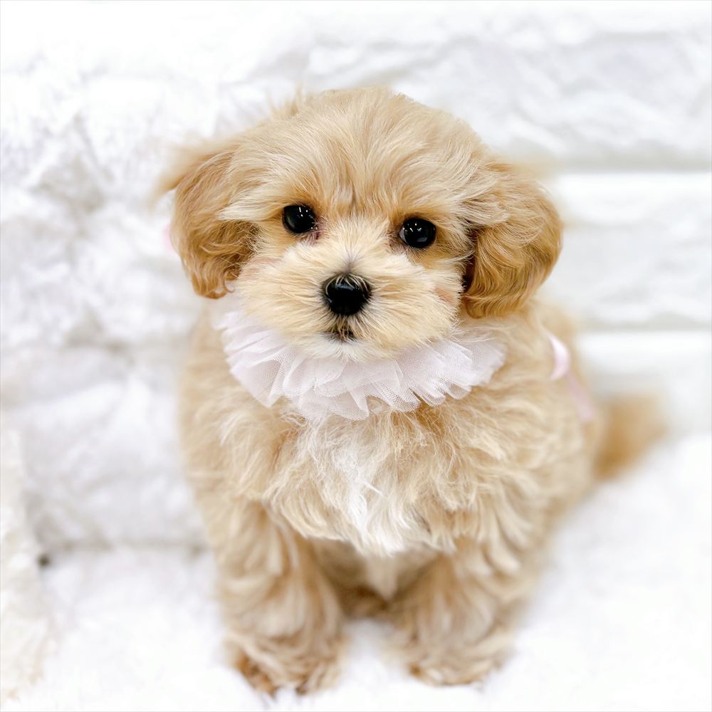 福井県のマルプー(マルチーズ×プードル) (犬の家＆猫の里アミーゴ福井店/2026年2月13日生まれ/女の子/アプリコット)の子犬の3枚目の画像