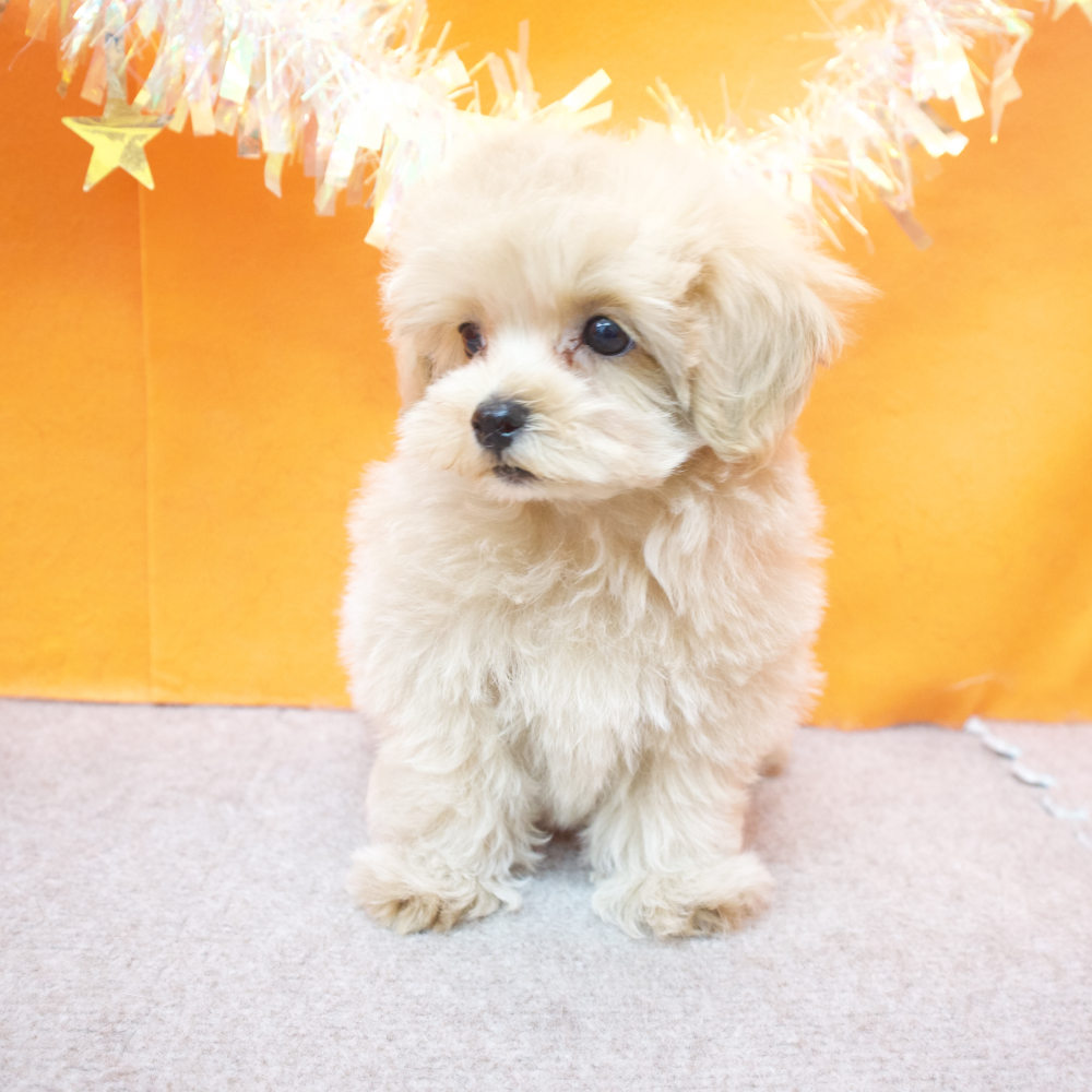 大阪府のマルプー(マルチーズ×プードル) (犬の家＆猫の里吹田店/2026年2月13日生まれ/男の子/アプリコット)の子犬の3枚目の画像