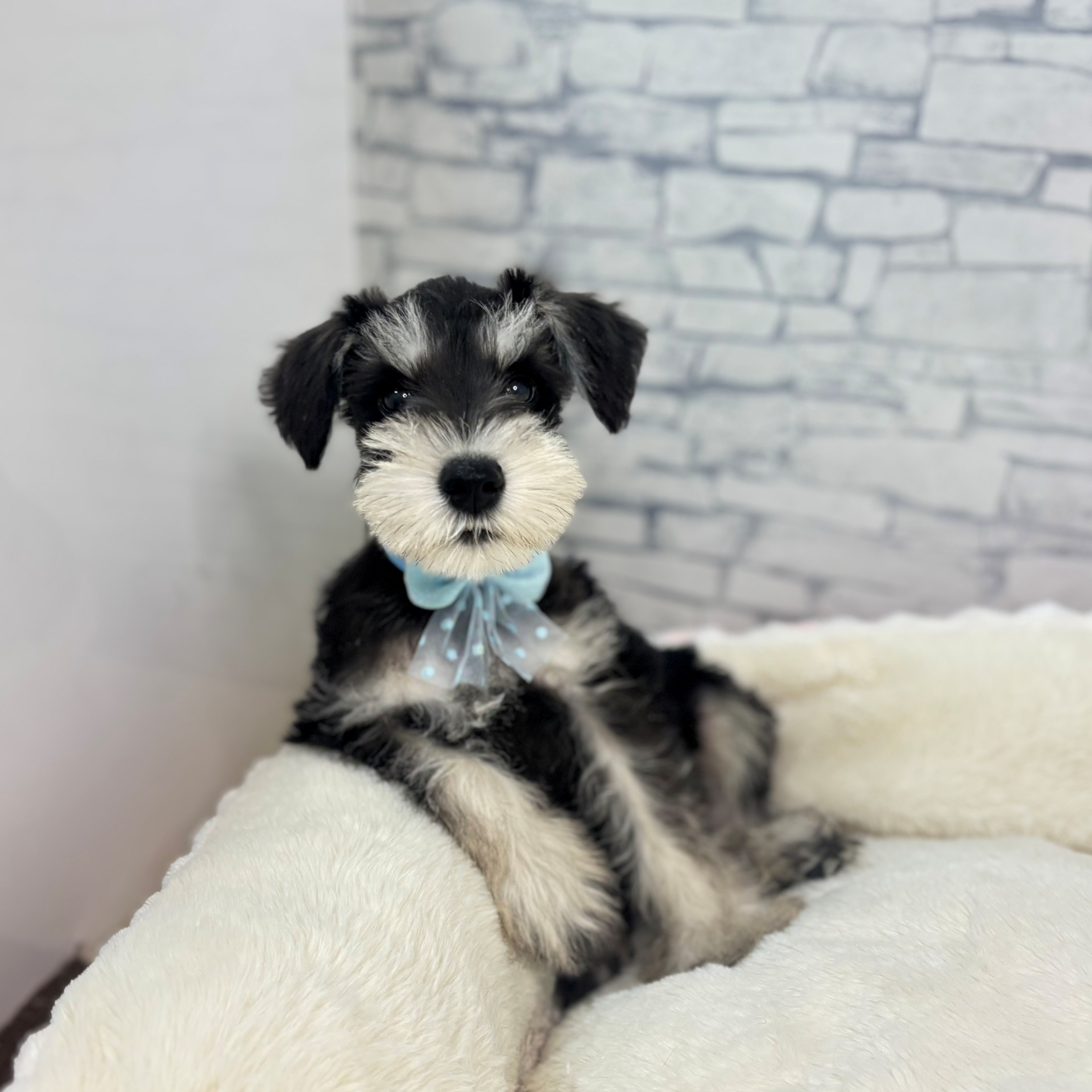 長野県のミニチュアシュナウザー (犬の家＆猫の里長野店/2026年2月13日生まれ/男の子/ブラックシルバー)の子犬の3枚目の画像