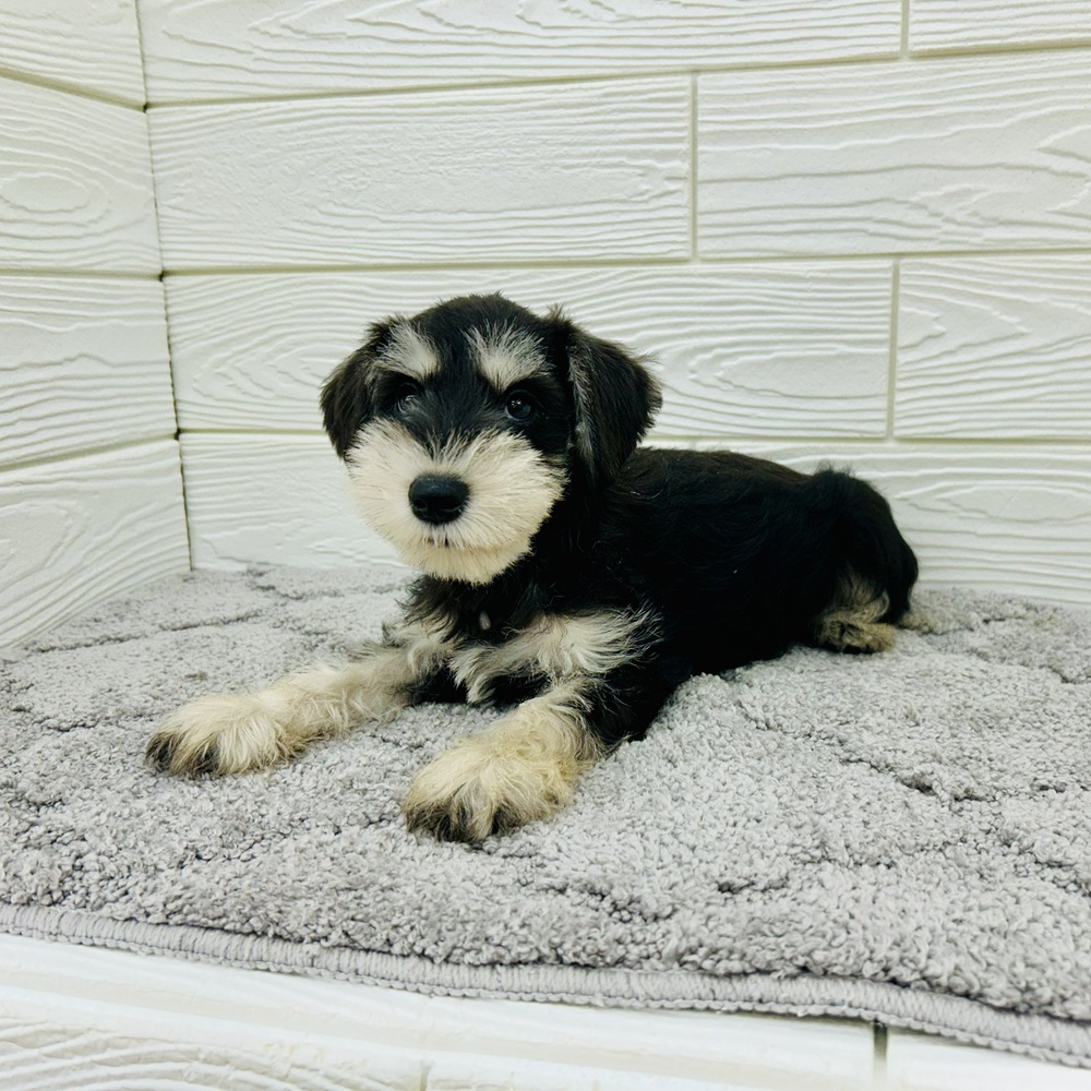 愛知県のミニチュアシュナウザー (犬の家＆猫の里七宝店/2026年2月13日生まれ/女の子/ブラックシルバー)の子犬の3枚目の画像