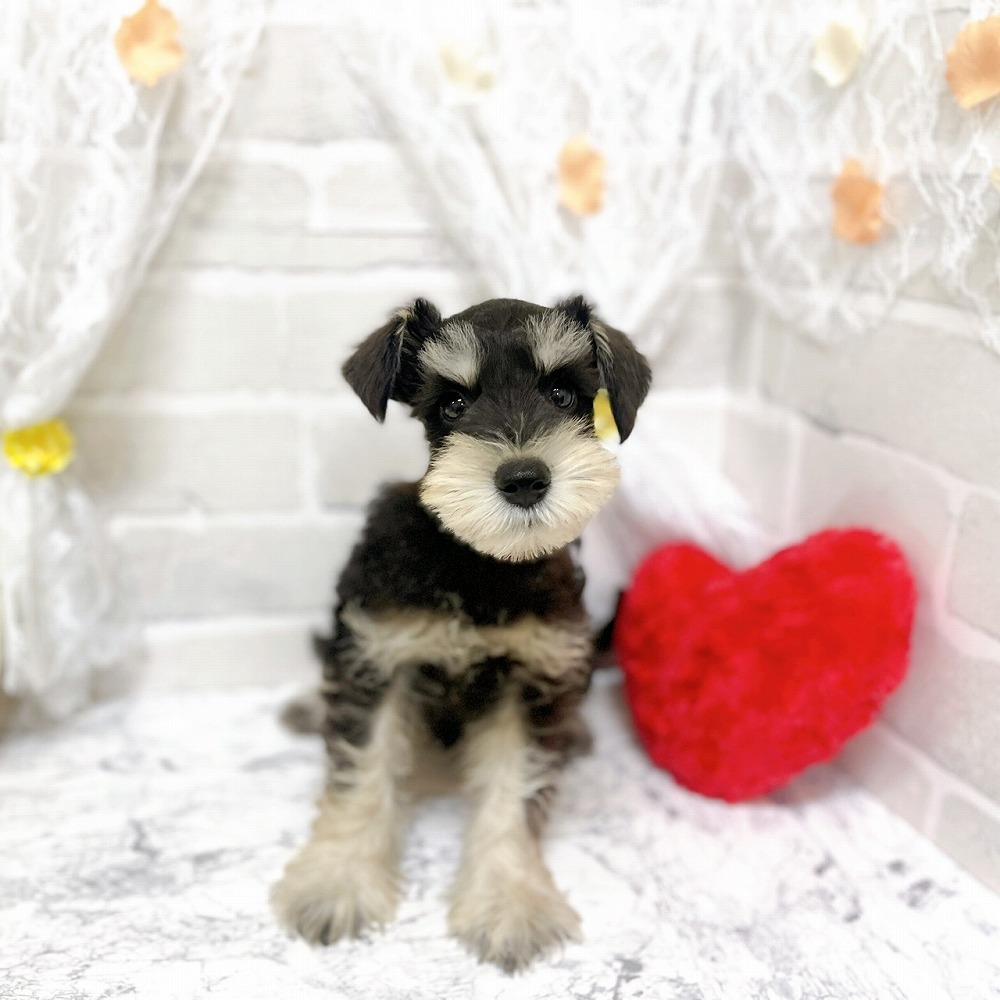 京都府のミニチュアシュナウザー (犬の家＆猫の里京都精華店/2026年2月13日生まれ/男の子/ブラックシルバー)の子犬の3枚目の画像