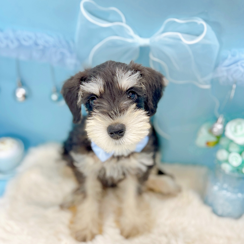 福井県のミニチュアシュナウザー (犬の家＆猫の里アミーゴ福井大和田店/2026年2月13日生まれ/男の子/ブラックシルバー)の子犬の3枚目の画像