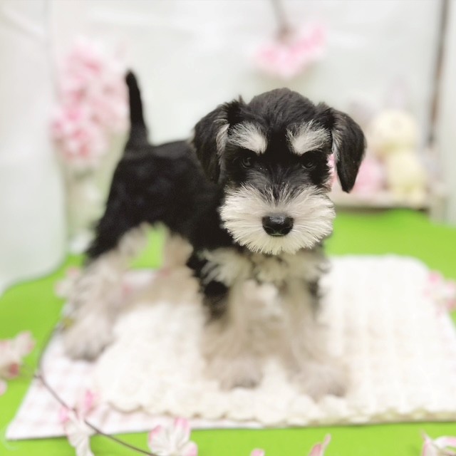 静岡県のミニチュアシュナウザー (犬の家＆猫の里藤枝店/2026年2月13日生まれ/女の子/ブラックシルバー)の子犬の3枚目の画像