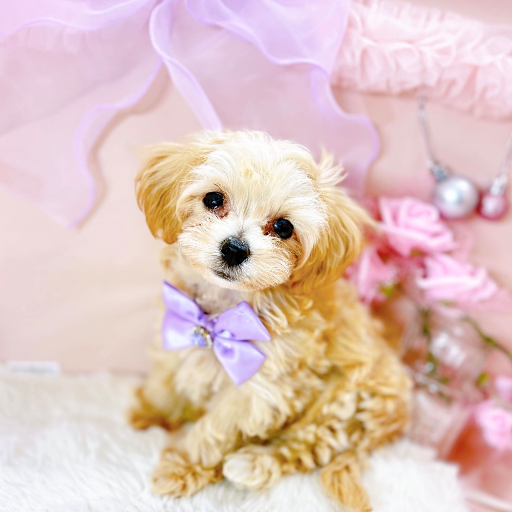 福井県のマルプー(マルチーズ×プードル) (犬の家＆猫の里アミーゴ福井大和田店/2026年2月13日生まれ/女の子/クリーム)の子犬の3枚目の画像