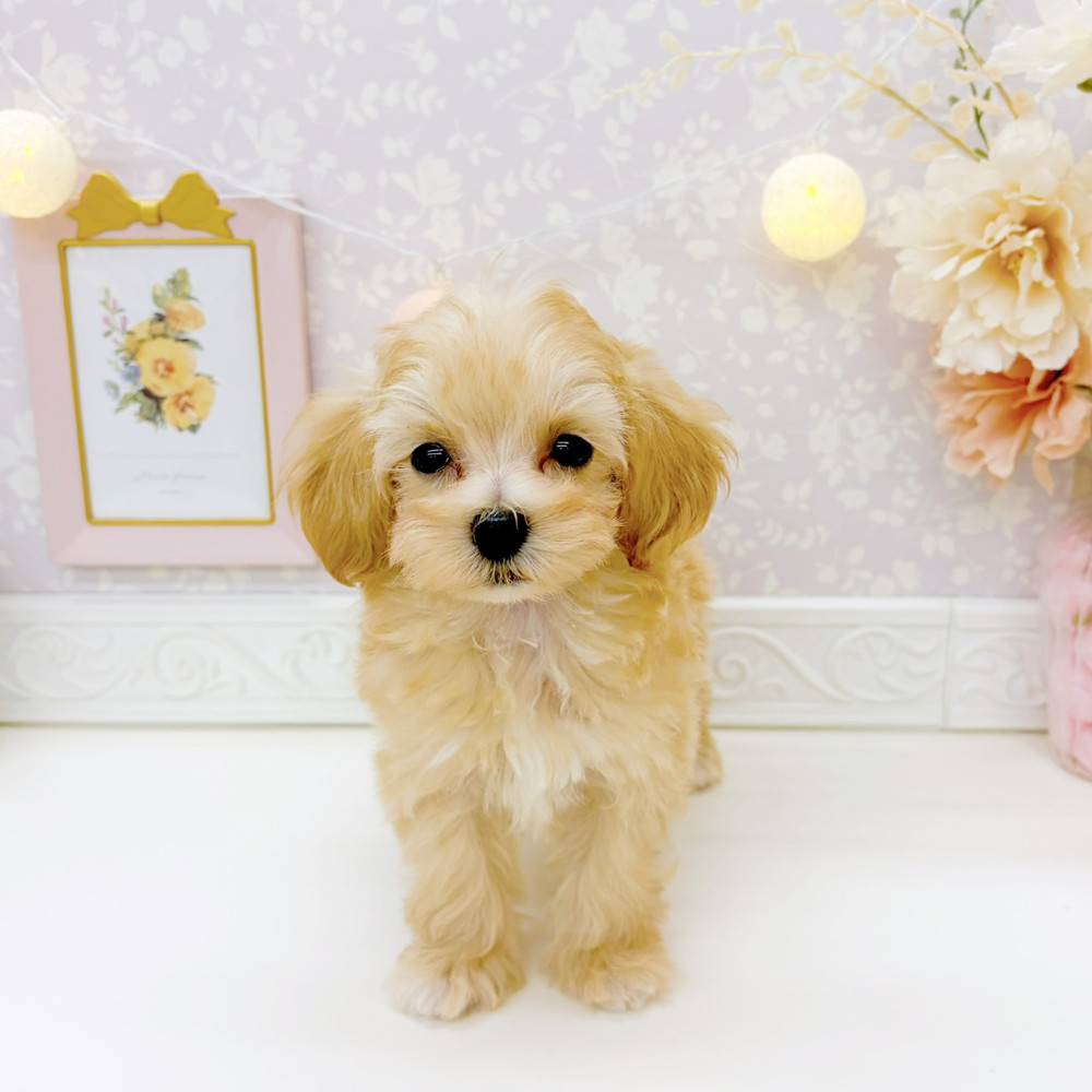 富山県のマルプー(マルチーズ×プードル) (犬の家＆猫の里富山店/2026年2月13日生まれ/女の子/クリーム)の子犬の3枚目の画像