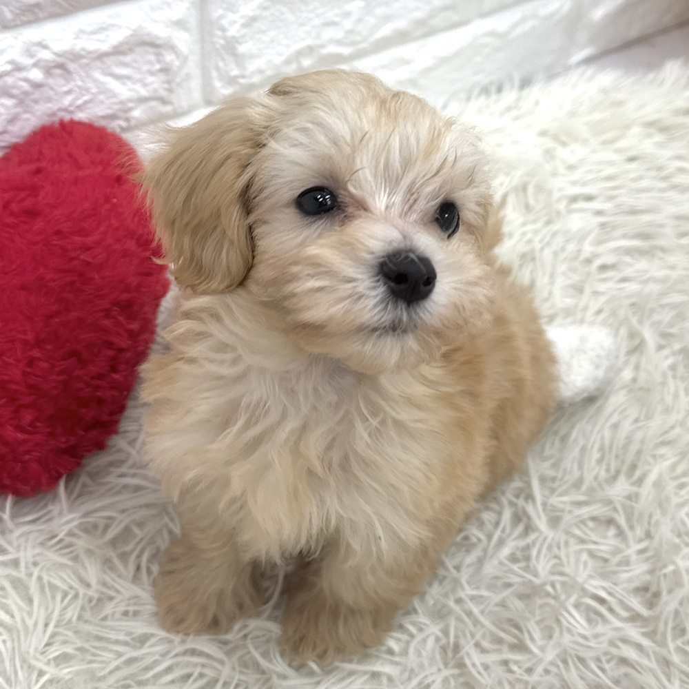 愛知県のマルプー(マルチーズ×プードル) (犬の家＆猫の里MEGAドン・キホーテ東海名和店/2026年2月13日生まれ/男の子/クリーム)の子犬の3枚目の画像