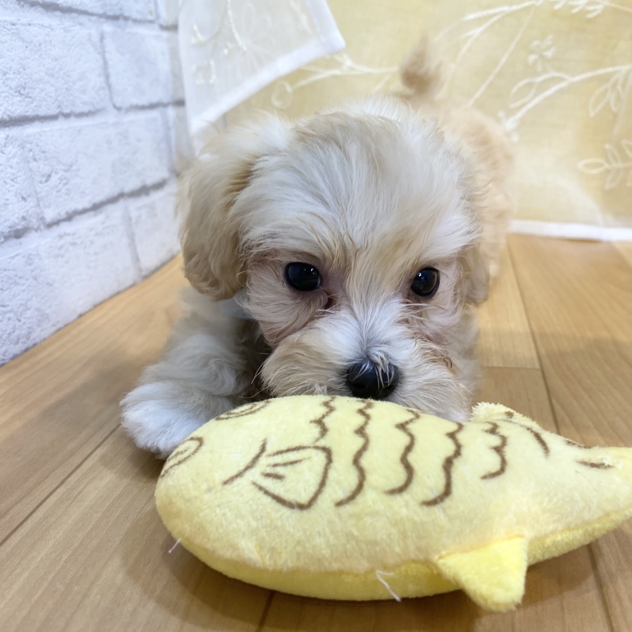 長野県のマルプー(マルチーズ×プードル) (犬の家＆猫の里カインズ梓川店/2026年2月13日生まれ/男の子/クリーム)の子犬の3枚目の画像