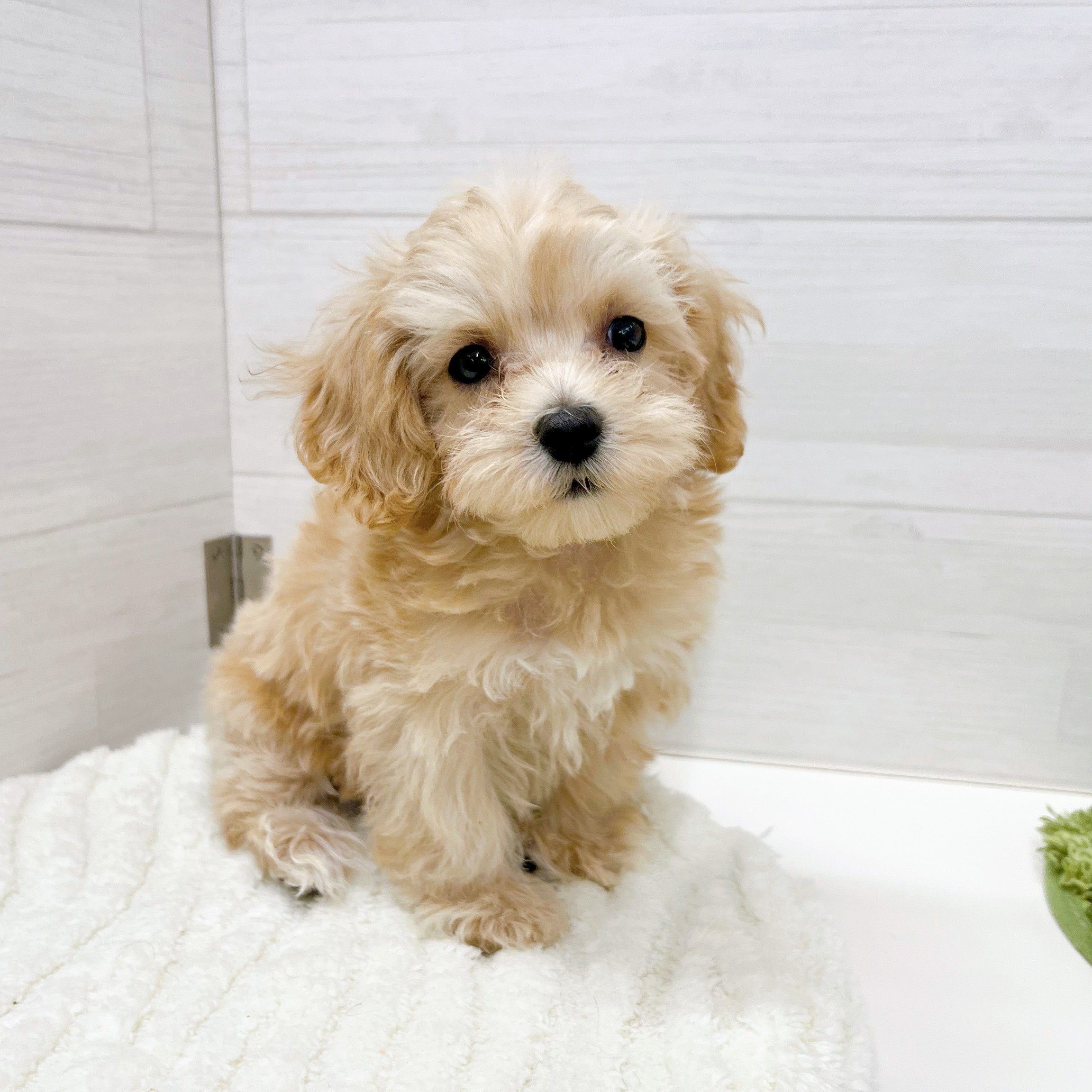 石川県のマルプー(マルチーズ×プードル) (犬の家＆猫の里アミーゴ金沢おこばた店/2026年2月13日生まれ/女の子/クリーム)の子犬の3枚目の画像
