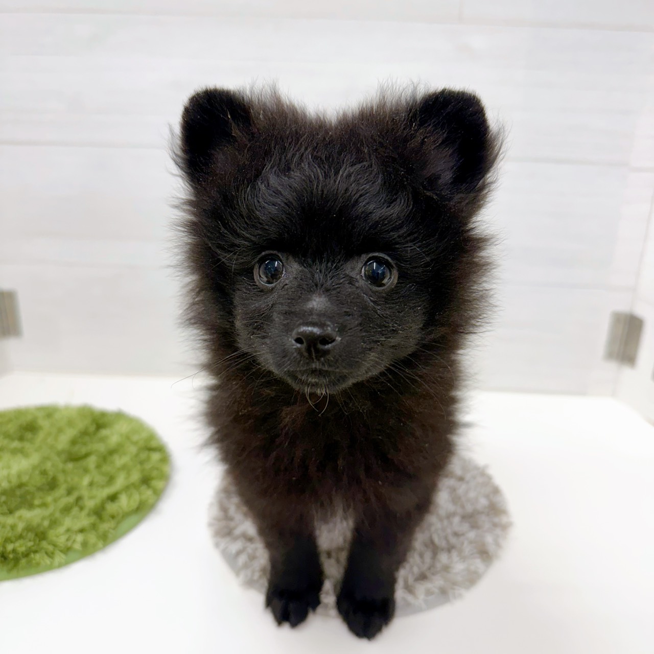 石川県のポメラニアン (犬の家＆猫の里アミーゴ金沢おこばた店/2026年2月15日生まれ/女の子/ブラック)の子犬の3枚目の画像