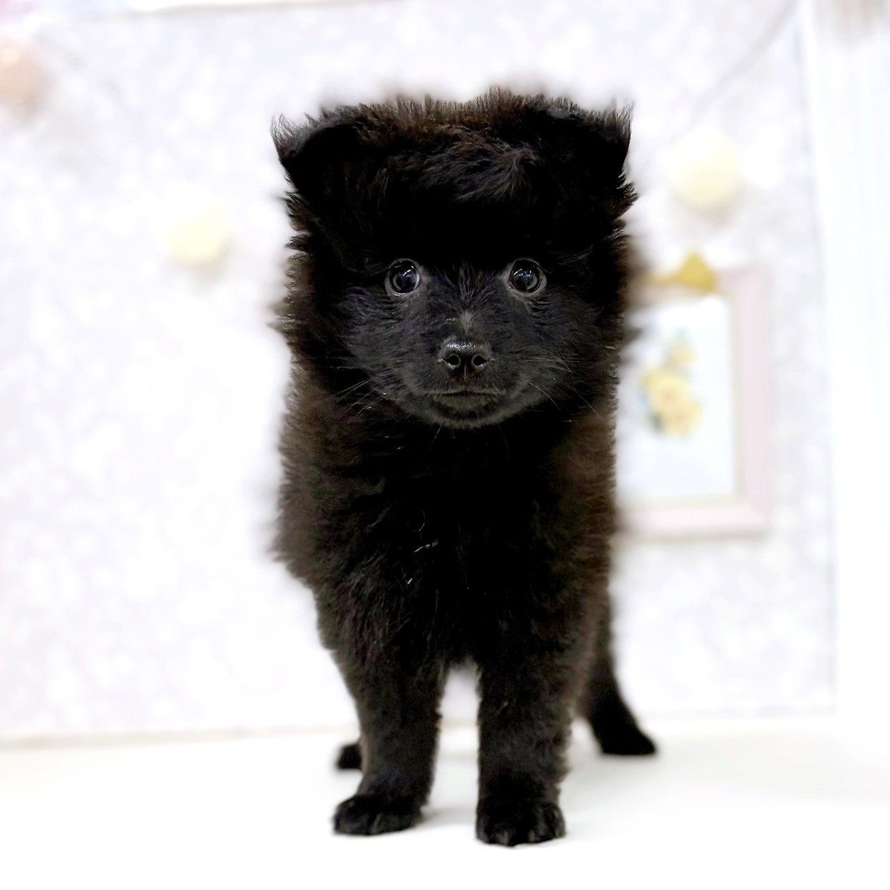 富山県のポメラニアン (犬の家＆猫の里アミーゴ高岡蓮花寺店/2026年2月15日生まれ/男の子/ブラック)の子犬の3枚目の画像