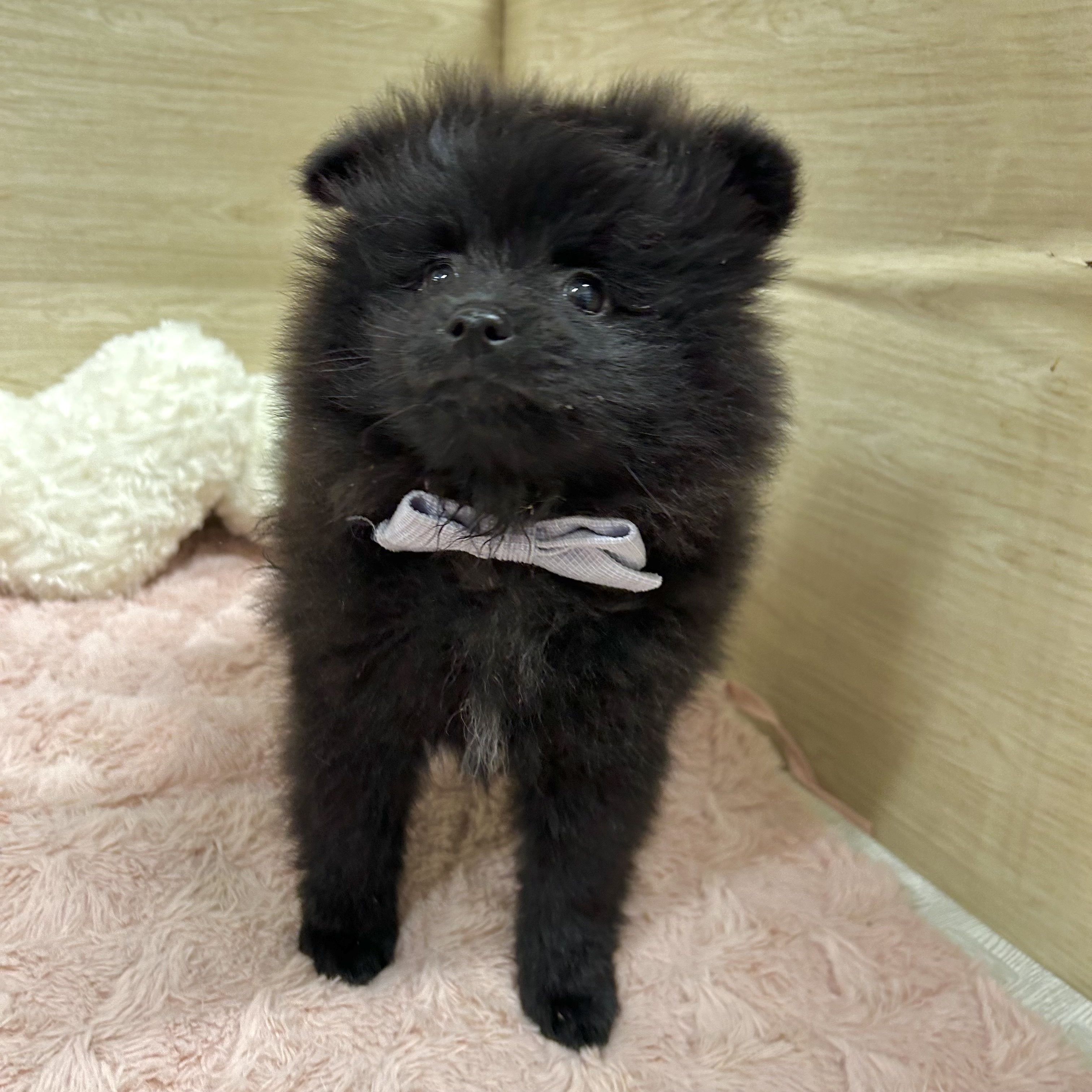 大阪府のポメラニアン (犬の家＆猫の里そよら東岸和田店/2026年2月15日生まれ/男の子/ブラック)の子犬の3枚目の画像