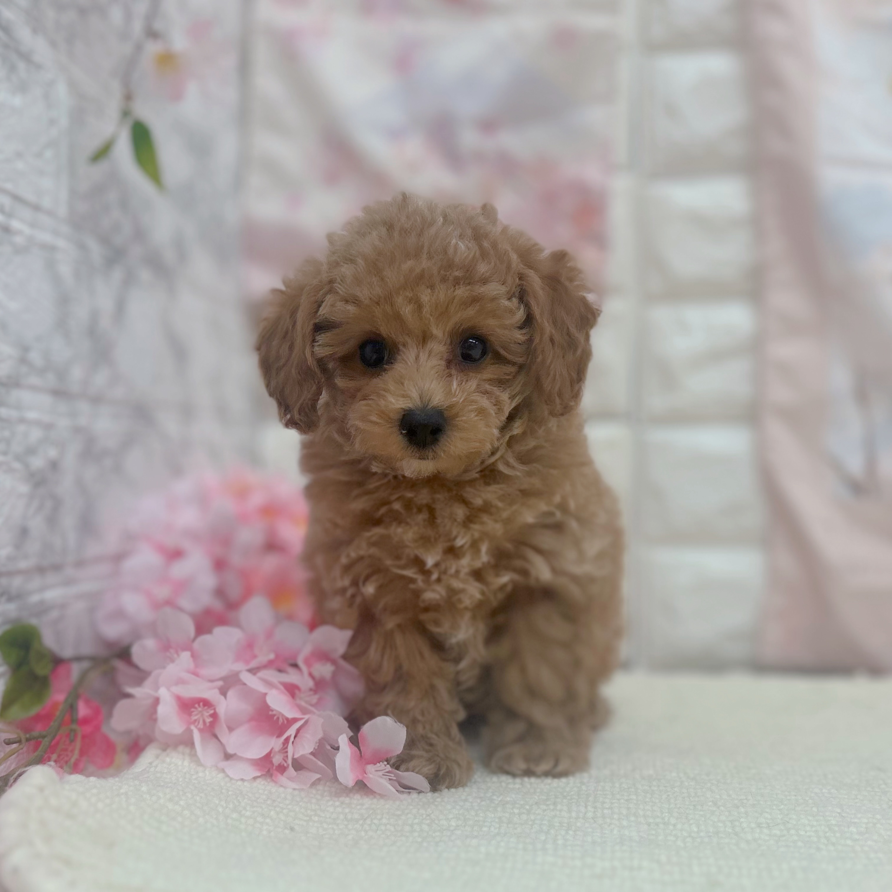 岐阜県のトイプードル(トイ) (犬の家＆猫の里岐南店/2026年2月15日生まれ/男の子/オレンジフォーン)の子犬の3枚目の画像