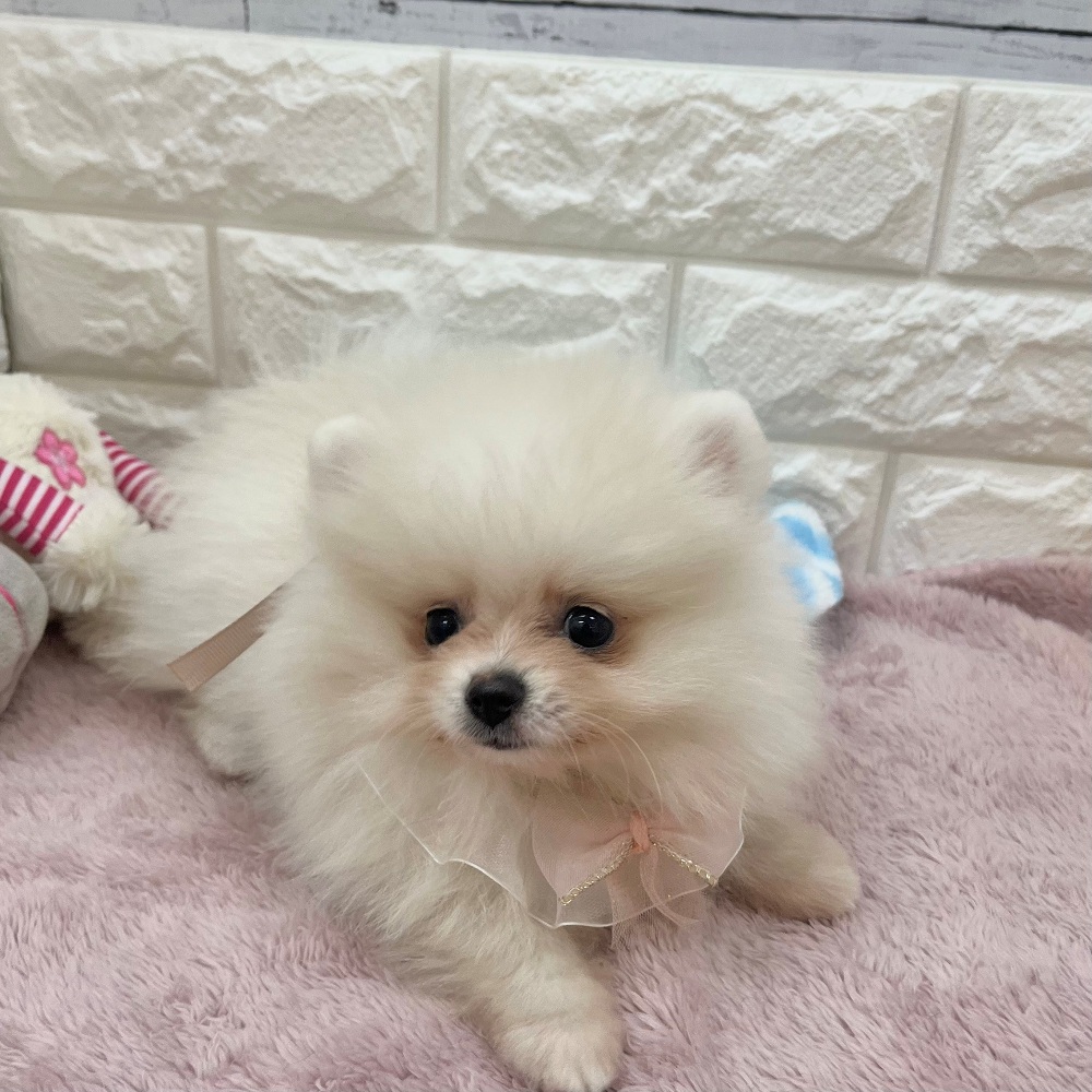 静岡県のポメラニアン (犬の家＆猫の里アミーゴ浜松和田店/2026年2月15日生まれ/女の子/クリーム)の子犬の1枚目の画像
