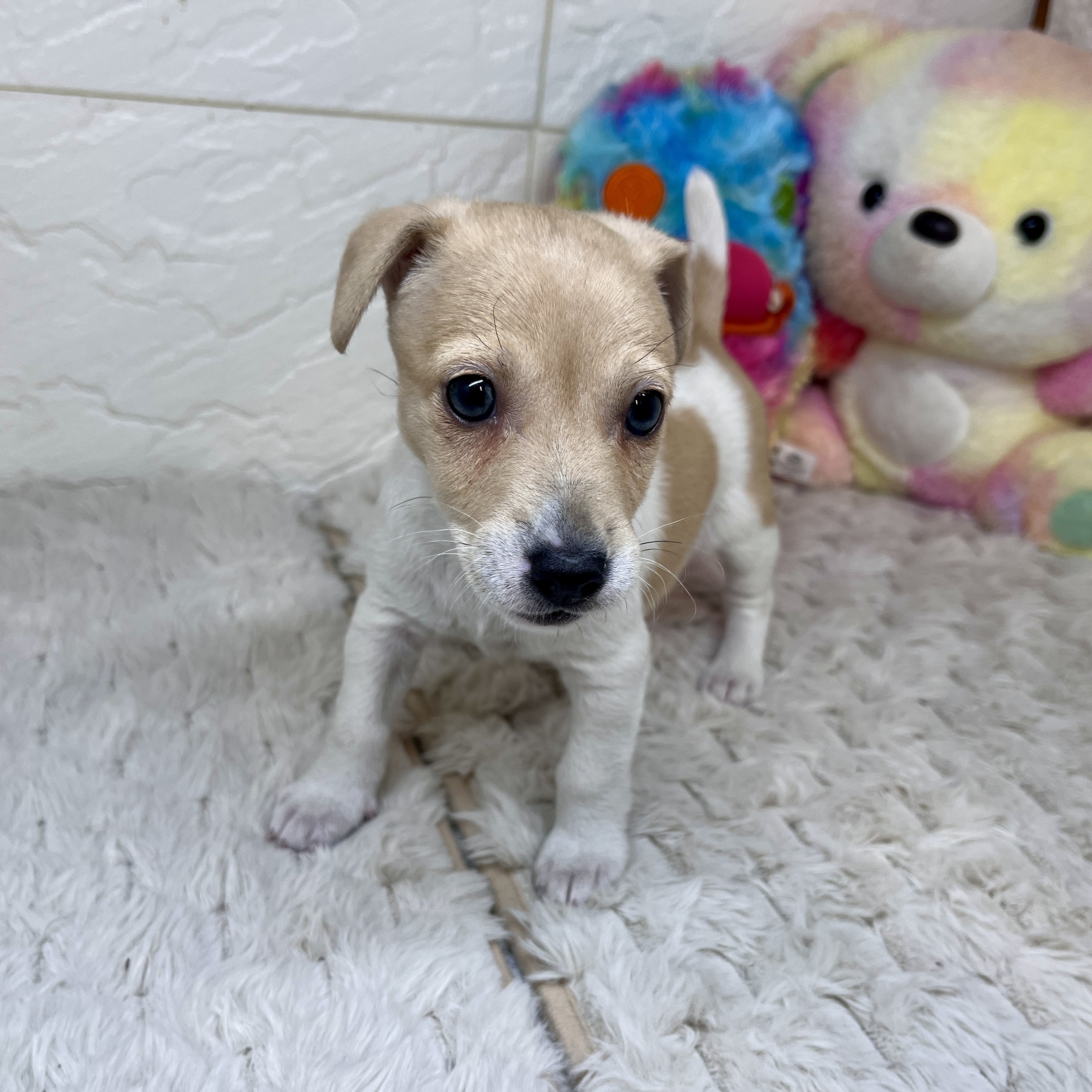 兵庫県のジャックラッセルテリア (犬の家＆猫の里ゆめタウン姫路店/2026年2月9日生まれ/女の子/タンホワイト)の子犬の3枚目の画像