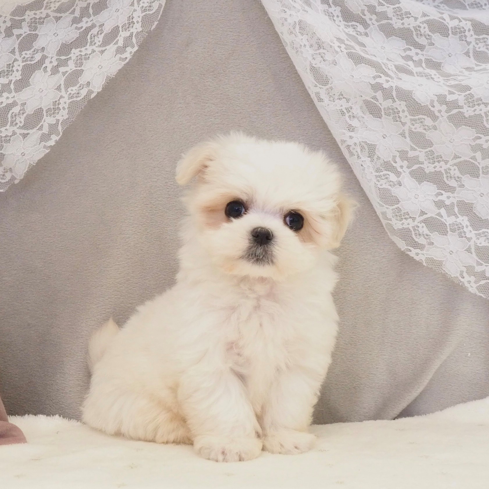 大阪府のマルチーズ (犬の家＆猫の里もりのみやキューズモールBASE店/2026年2月12日生まれ/女の子/ホワイト)の子犬の3枚目の画像