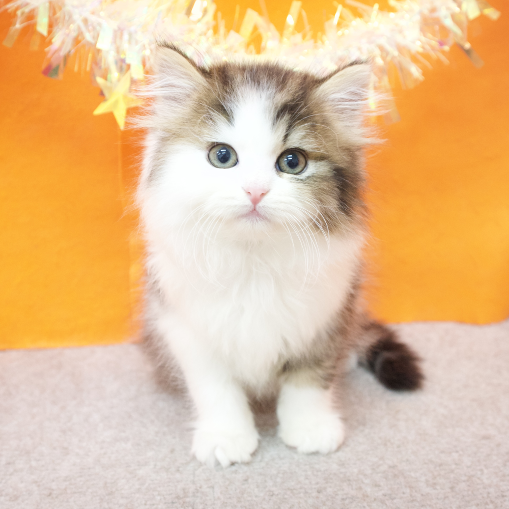 大阪府のミヌエット (犬の家＆猫の里吹田店/2026年2月11日生まれ/男の子/ブラウンタビーホワイト)の子猫の3枚目の画像