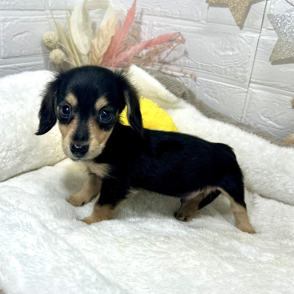 兵庫県のミニチュアダックスフンド(ロング) (犬の家＆猫の里ニッケパークタウン加古川店/2026年2月15日生まれ/男の子/ブラックイエロー)の子犬の3枚目の画像