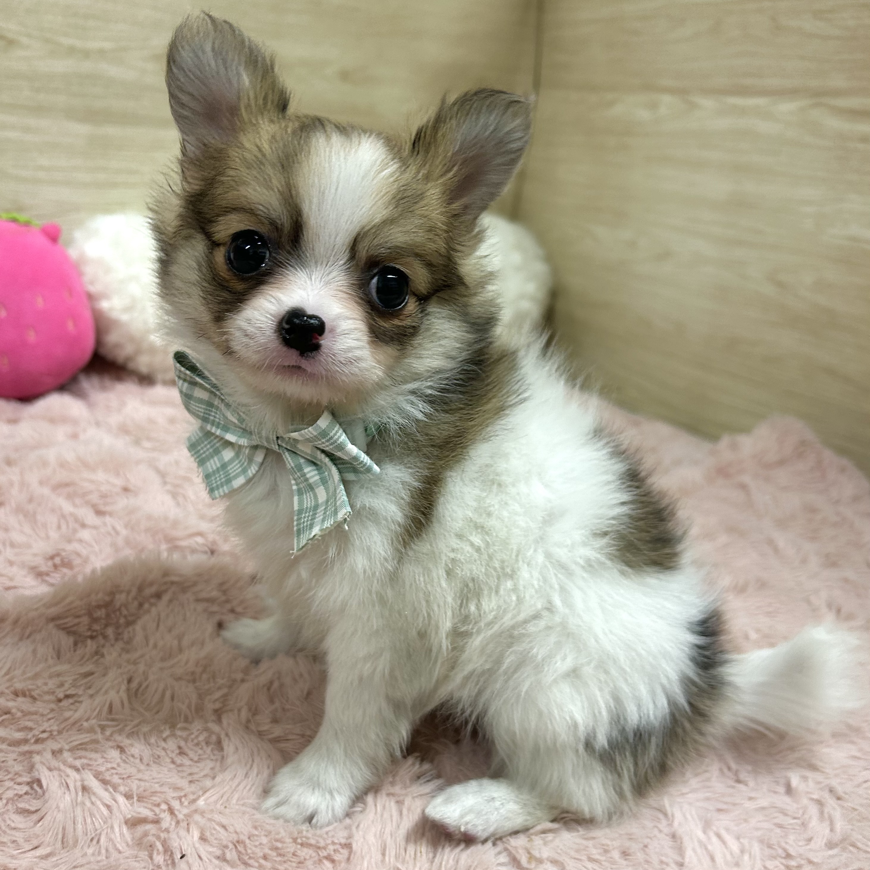 大阪府のポメチワ/チワポメ/ポメチー(ポメラニアン×チワワ) (犬の家＆猫の里そよら東岸和田店/2026年2月13日生まれ/女の子/パーティーカラー)の子犬の3枚目の画像