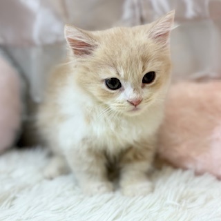 兵庫県のミヌエット (犬の家＆猫の里カナート西神戸店/2026年2月13日生まれ/男の子/クリームタビーホワイト)の子猫の3枚目の画像