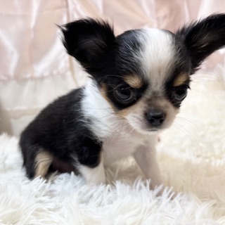 兵庫県のチワワ(ロング) (犬の家＆猫の里カナート西神戸店/2026年2月14日生まれ/女の子/トライカラー)の子犬の3枚目の画像