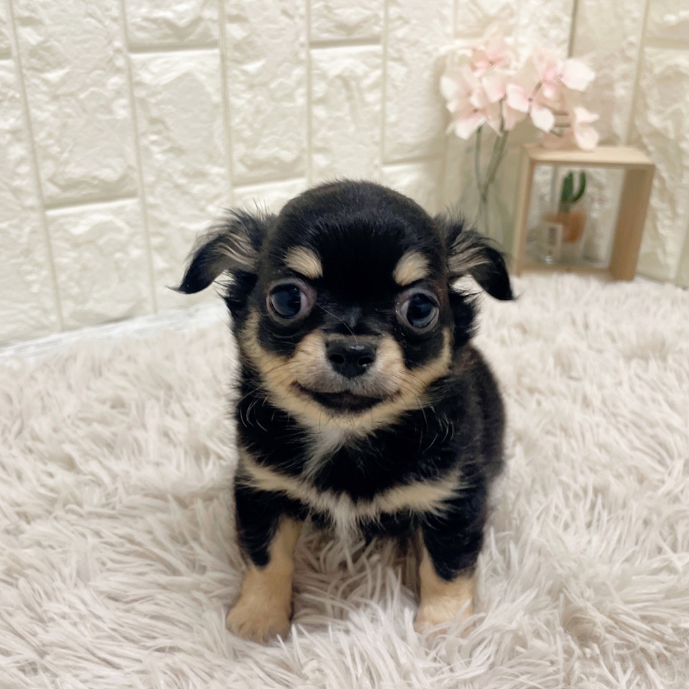 岡山県のチワワ(ロング) (犬の家＆猫の里岡山店/2026年2月15日生まれ/男の子/ブラッククリームタン)の子犬の3枚目の画像