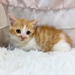 兵庫県のマンチカン (犬の家＆猫の里カナート西神戸店/2026年2月2日生まれ/男の子/レッドタビーホワイト)の子猫の1枚目の画像