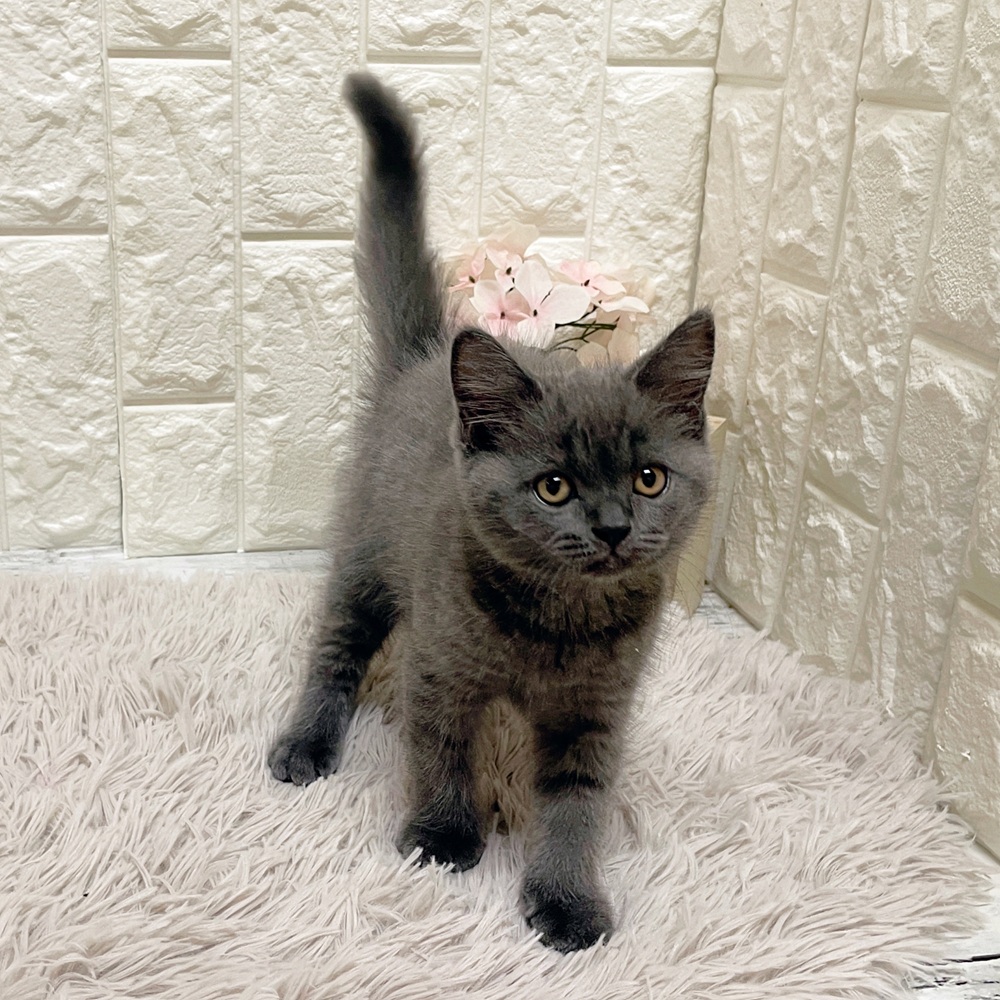 岡山県のブリティッシュショートヘアー (犬の家＆猫の里岡山店/2026年2月12日生まれ/男の子/ブルー)の子猫の3枚目の画像
