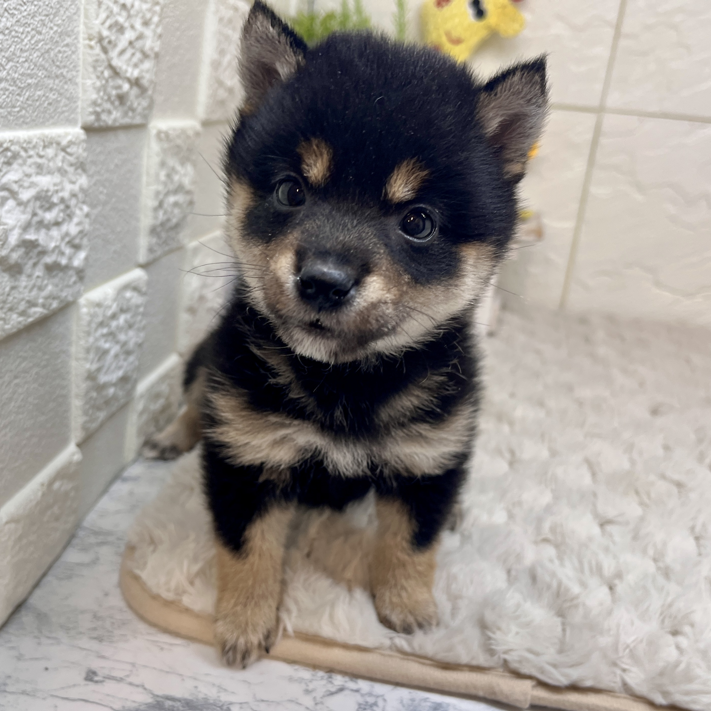 兵庫県の豆柴 (犬の家＆猫の里ゆめタウン姫路店/2026年2月14日生まれ/女の子/黒)の子犬の3枚目の画像