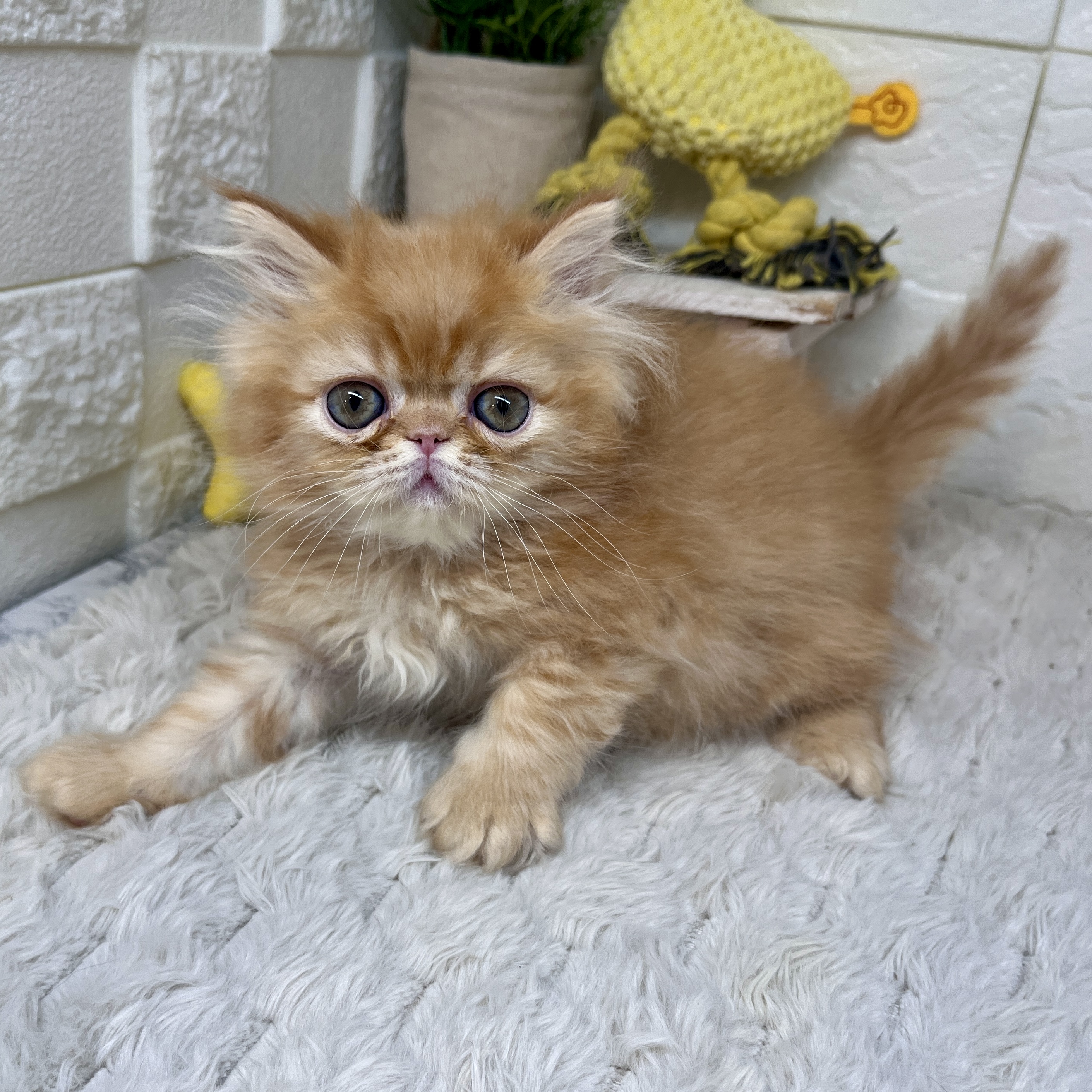 兵庫県のエキゾチック (犬の家＆猫の里ゆめタウン姫路店/2026年2月15日生まれ/男の子/レッドタビー)の子猫の3枚目の画像