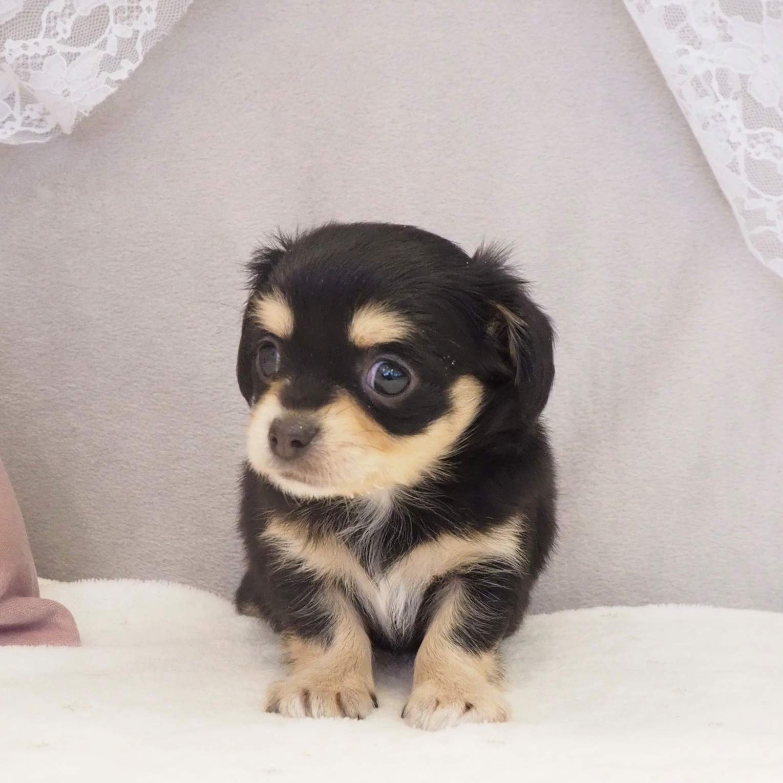 大阪府のチワックス(チワワ×ダックス) (犬の家＆猫の里もりのみやキューズモールBASE店/2026年2月14日生まれ/女の子/ブラックタン)の子犬の3枚目の画像
