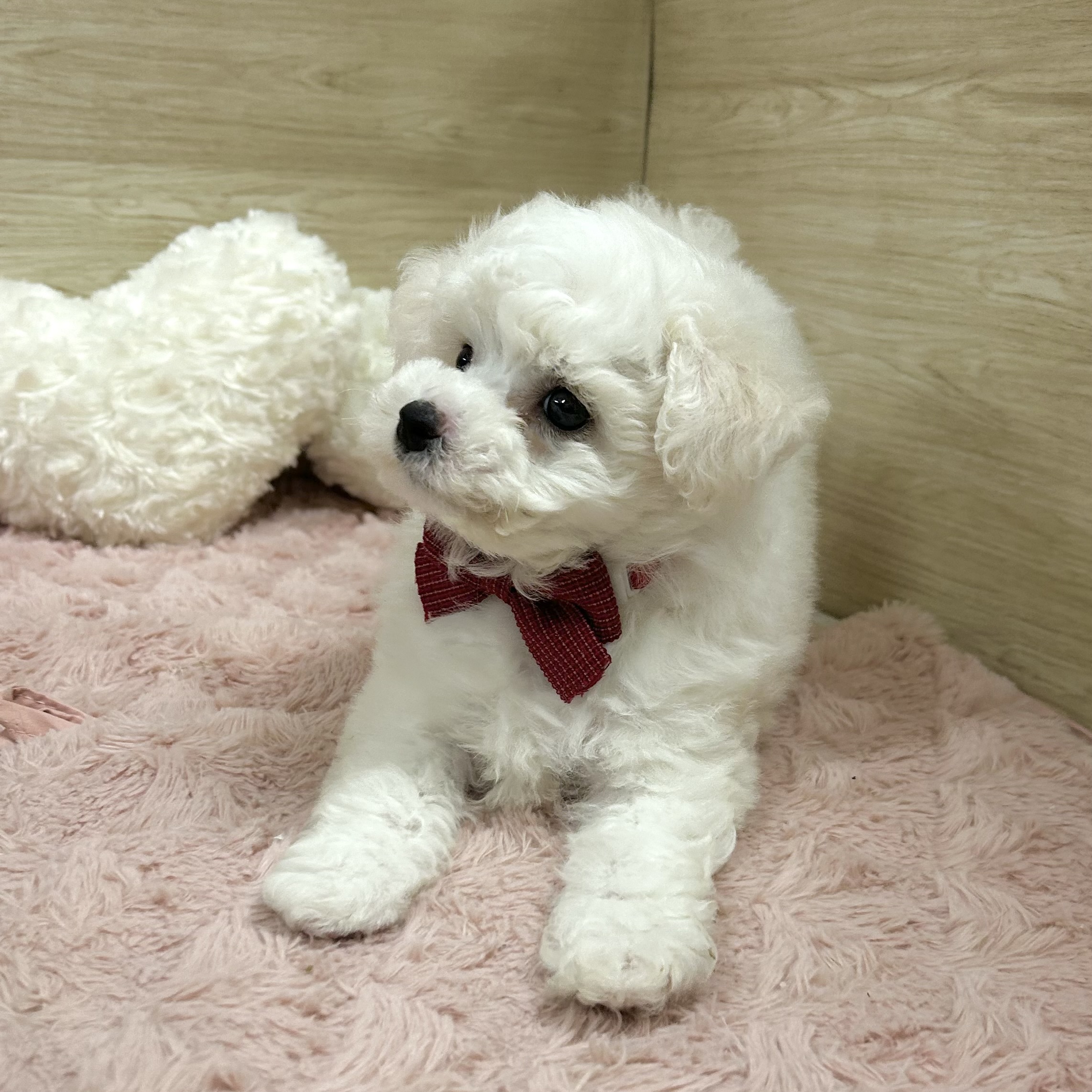 大阪府のビションフリーゼ (犬の家＆猫の里そよら東岸和田店/2026年2月14日生まれ/女の子/ホワイト)の子犬の3枚目の画像