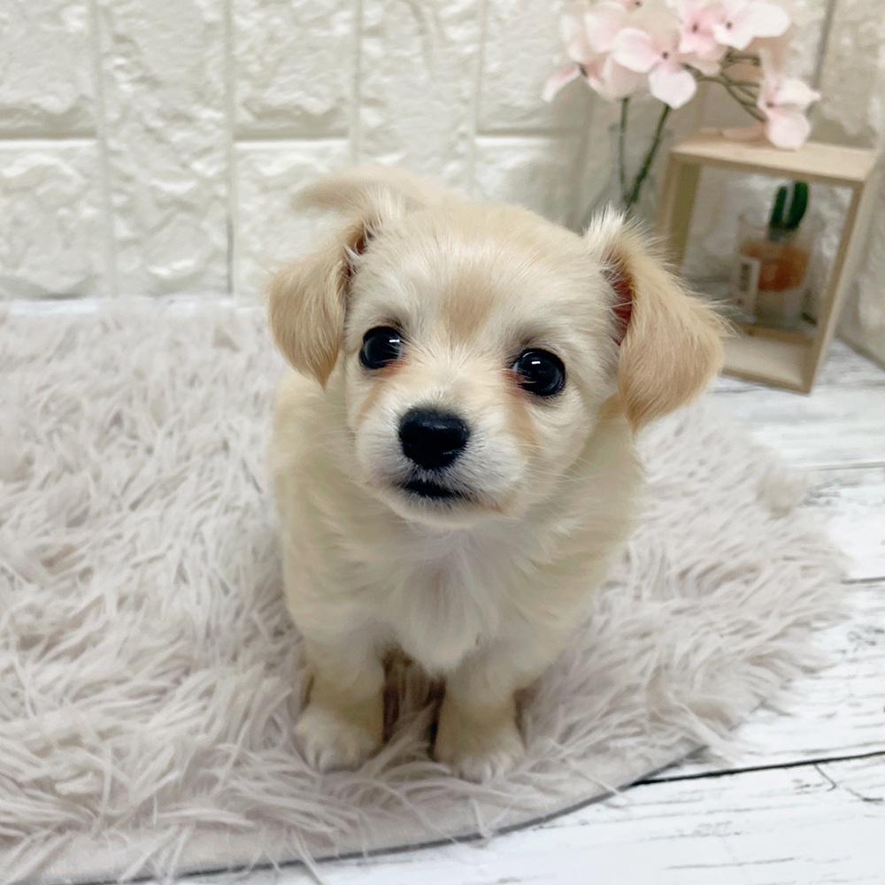 岡山県のチワックス(チワワ×ダックス) (犬の家＆猫の里岡山店/2026年2月15日生まれ/女の子/クリーム)の子犬の3枚目の画像