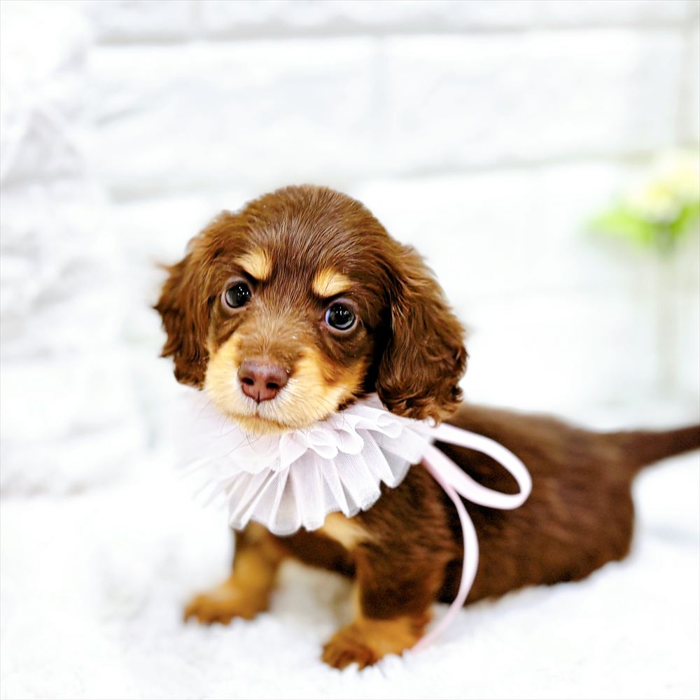 福井県のミニチュアダックスフンド(ロング) (犬の家＆猫の里アミーゴ福井店/2026年2月15日生まれ/女の子/チョコレートタン)の子犬の3枚目の画像